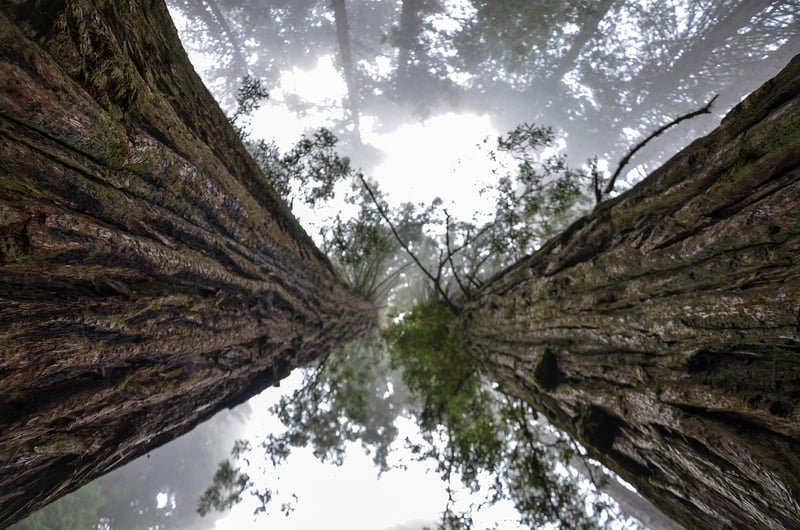 Redwood National Park, California