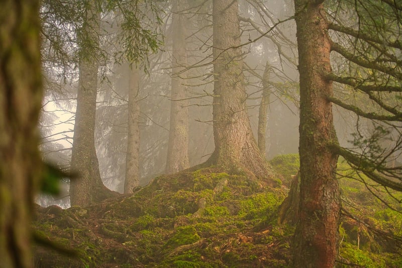 Sherwood Forest, England